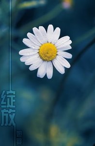 綻放